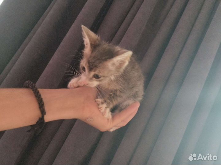 Котята в добрые руки бесплатно