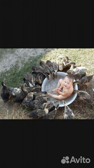 Забой с х животных