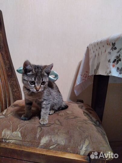 Кошка в дар бесплатно девочка 3 мес