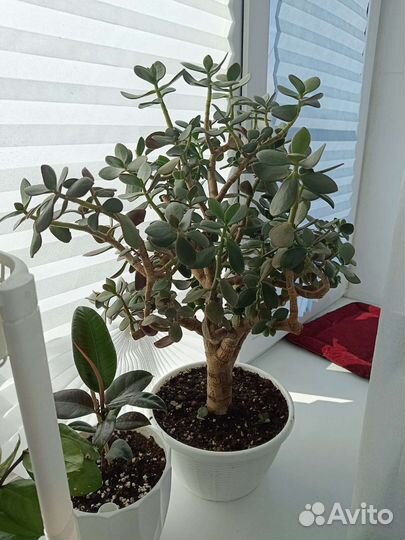 Толстянка (красула) Денежное дерево