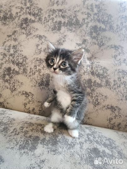 Кошка в дар бесплатно