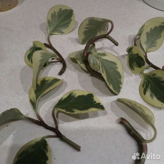 Пеперомия вариегатная