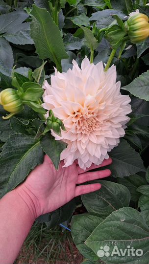 Клубни Cafe Au Lait