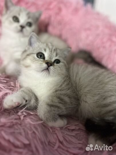 Котята эксклюзивных окрасов