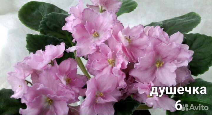 Листики сортовых фиалок