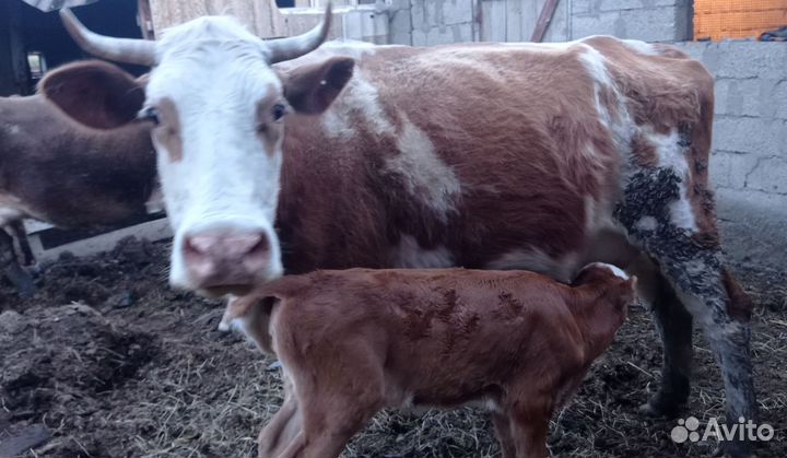 Коровы с телятами