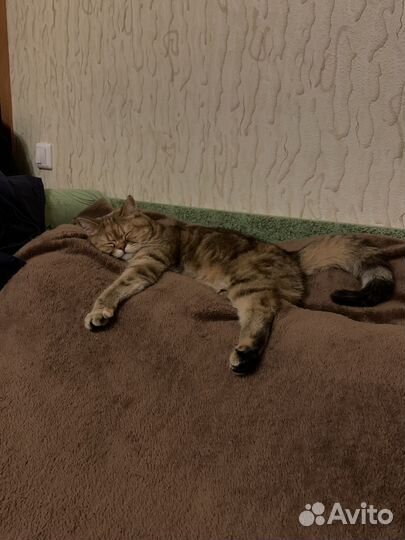 Британская кошка