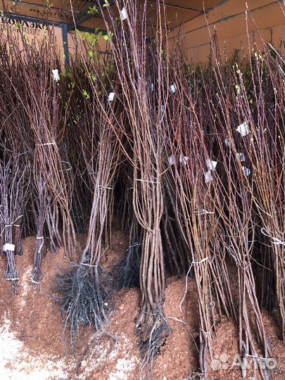 Саженцы плодовых деревьев