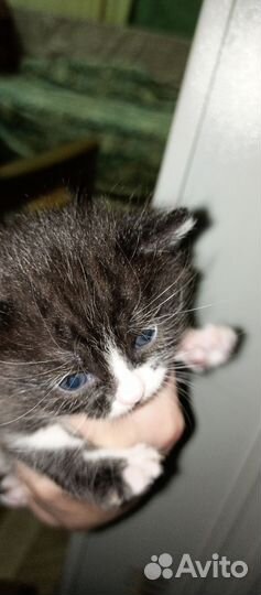 Котята в добрые руки 1 месяц