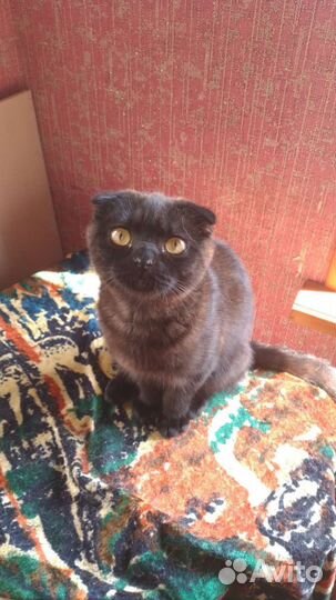 Кошки в добрые руки