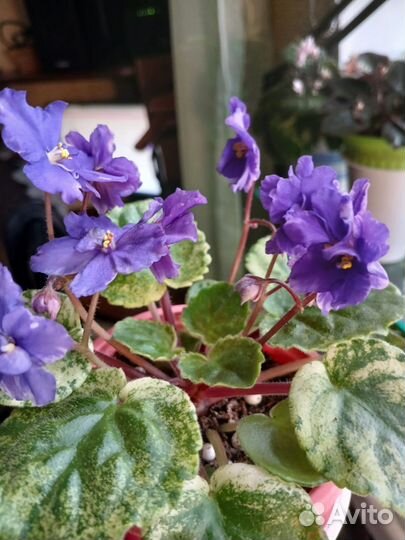 Фиалки трейлеры