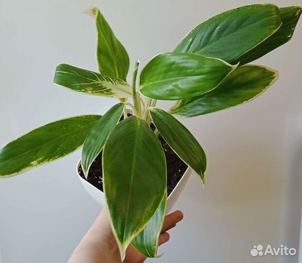 Aglaonema White Lime