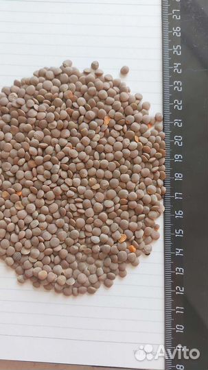 Чечевица красная