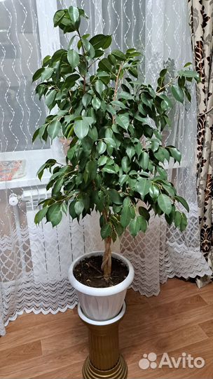 Фикус бенджамина