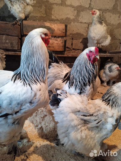 Инкубационное яйцо Брамы