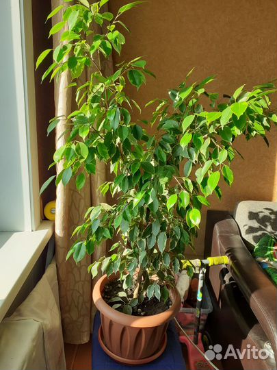 Бенджамина фикус