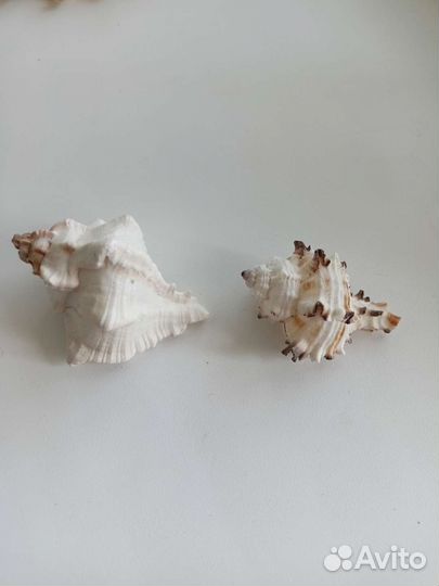 Морские раковины