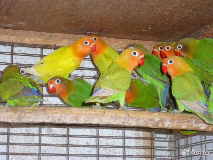 Продаются попугаи