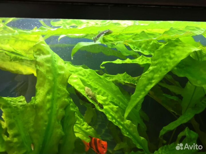 Сомики анциструсы