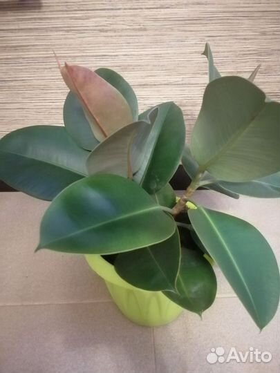 Фикус каучуконосный эластика