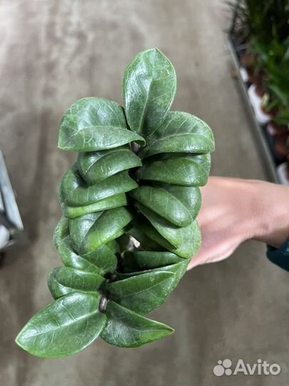 Замиокулькас зензи