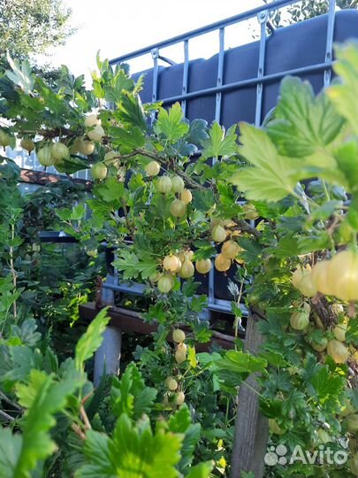 Продаю свое