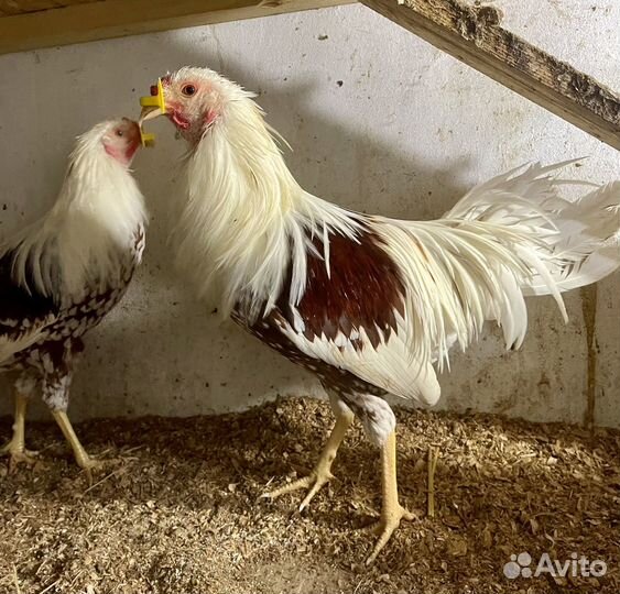 Семья породных кур