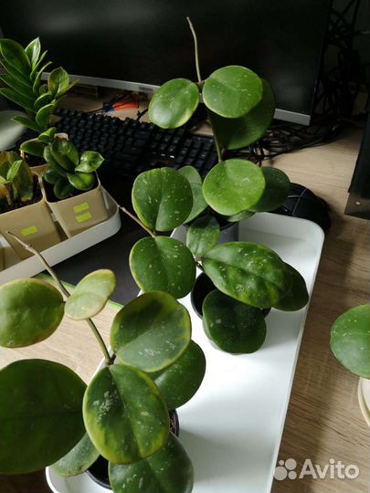 Хойя обовата альбомаргината