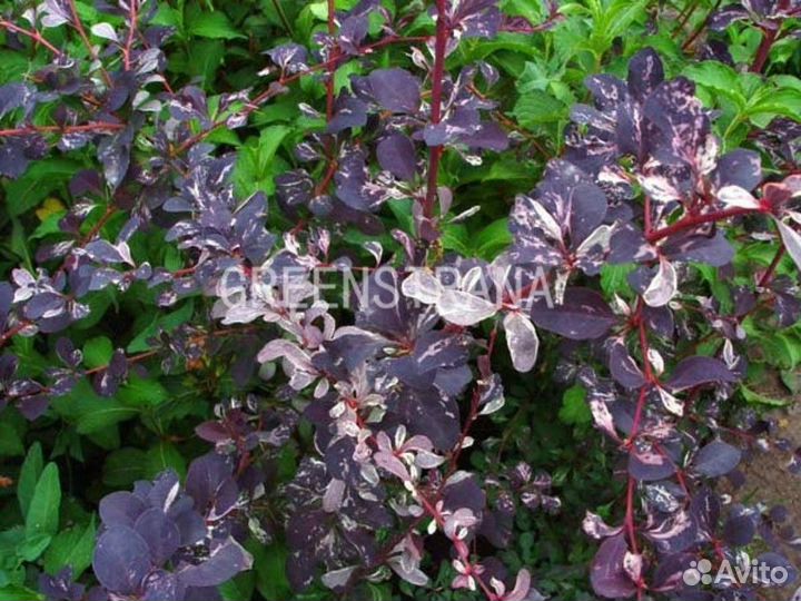 Барбарис оттавский Silver Miles