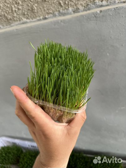 Микрозелень пшеница,овес