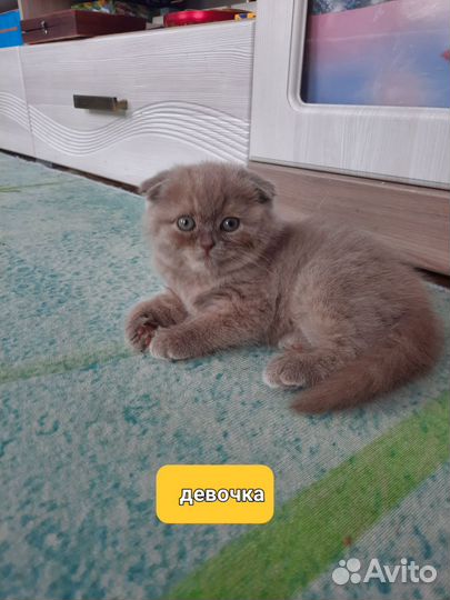 Британские котята
