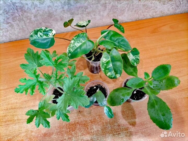 Комнатные растения наборами