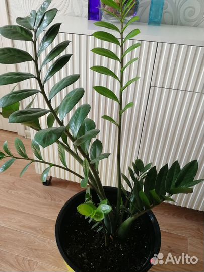 Замиокулькас