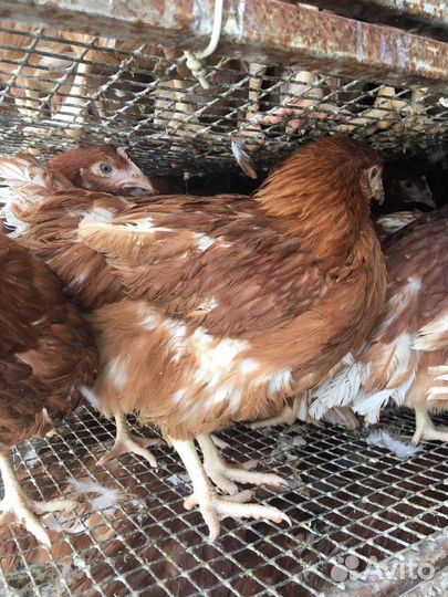 Куры несушки молодки доминанты