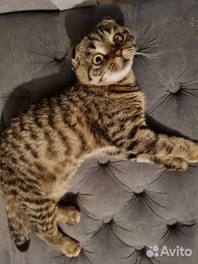 Вислоушка Чуча в добрые руки