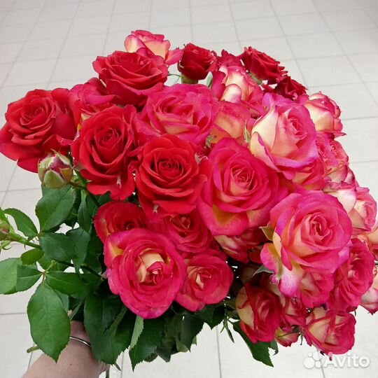 Розы.Доставка.Тамбов