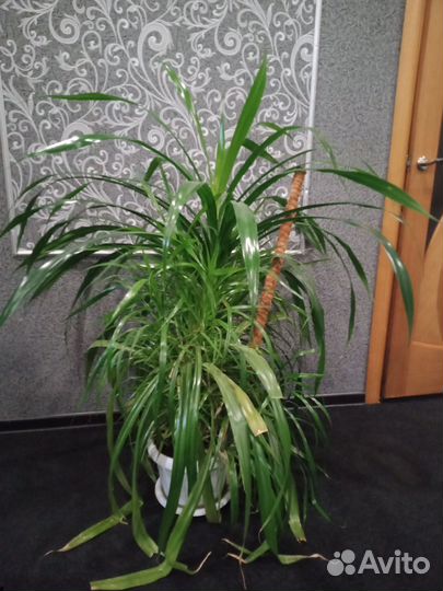 Комнатные цветы, для дома и офиса