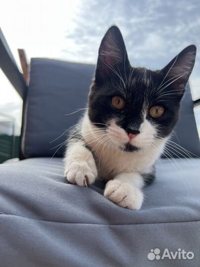 Котенок