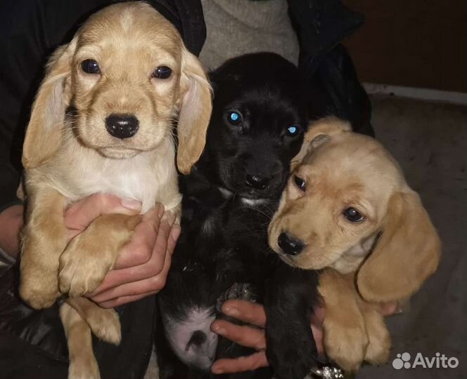 Щенки метисы кокер спаниеля
