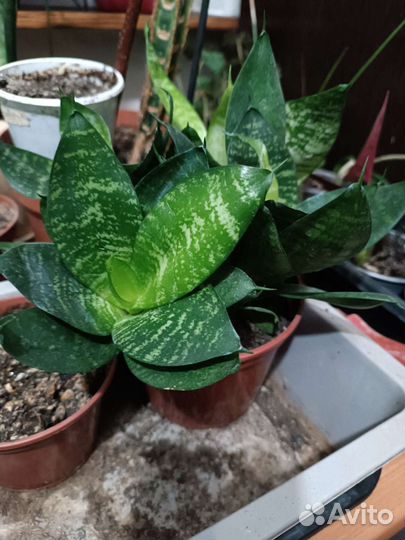 Сансевиерия