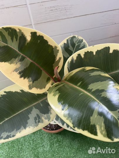 Фикус эластика тинеке