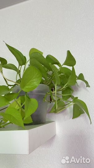 Эпипремнум неон