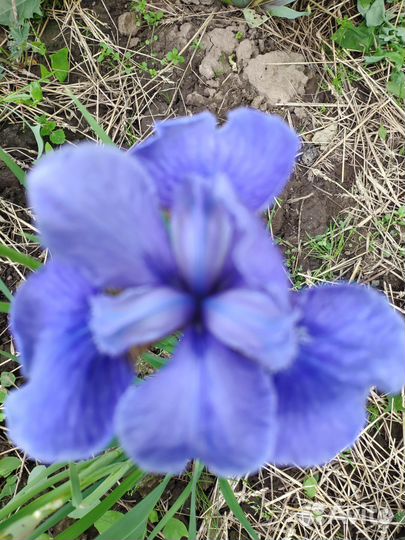 Ирисы цветы многолетние сортовые