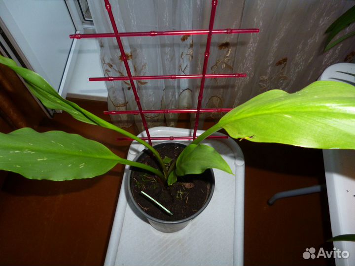 Калла сортовая Eleganza