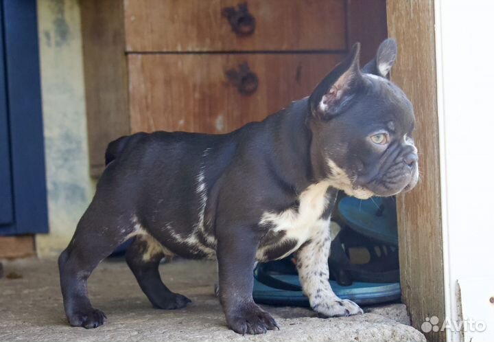 Французский бульдог