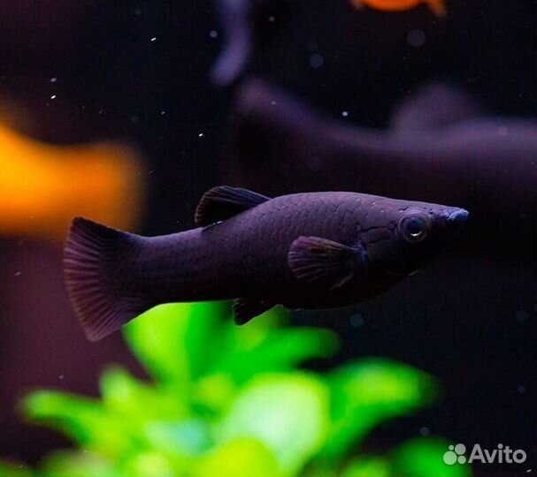 Молинезия золотые,черные. Боция мраморная 