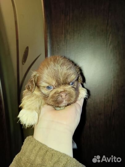 Щенки пекинеса