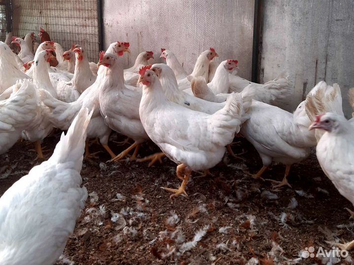 Минорка,коралл- молодка