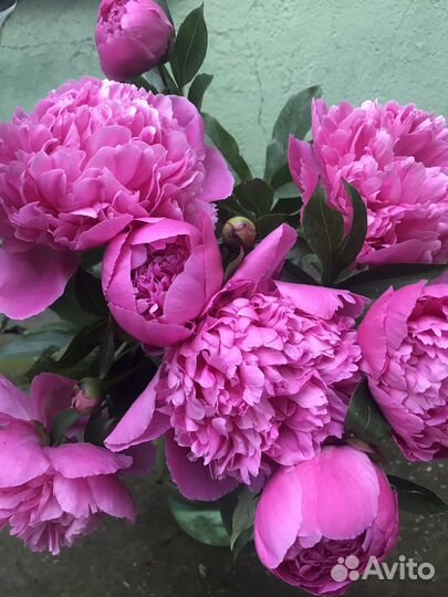 Многолетние садовые цветы