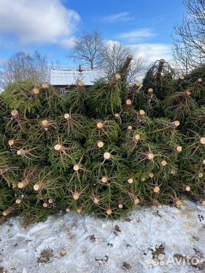 Ель новогодняя живая, оптом/розница